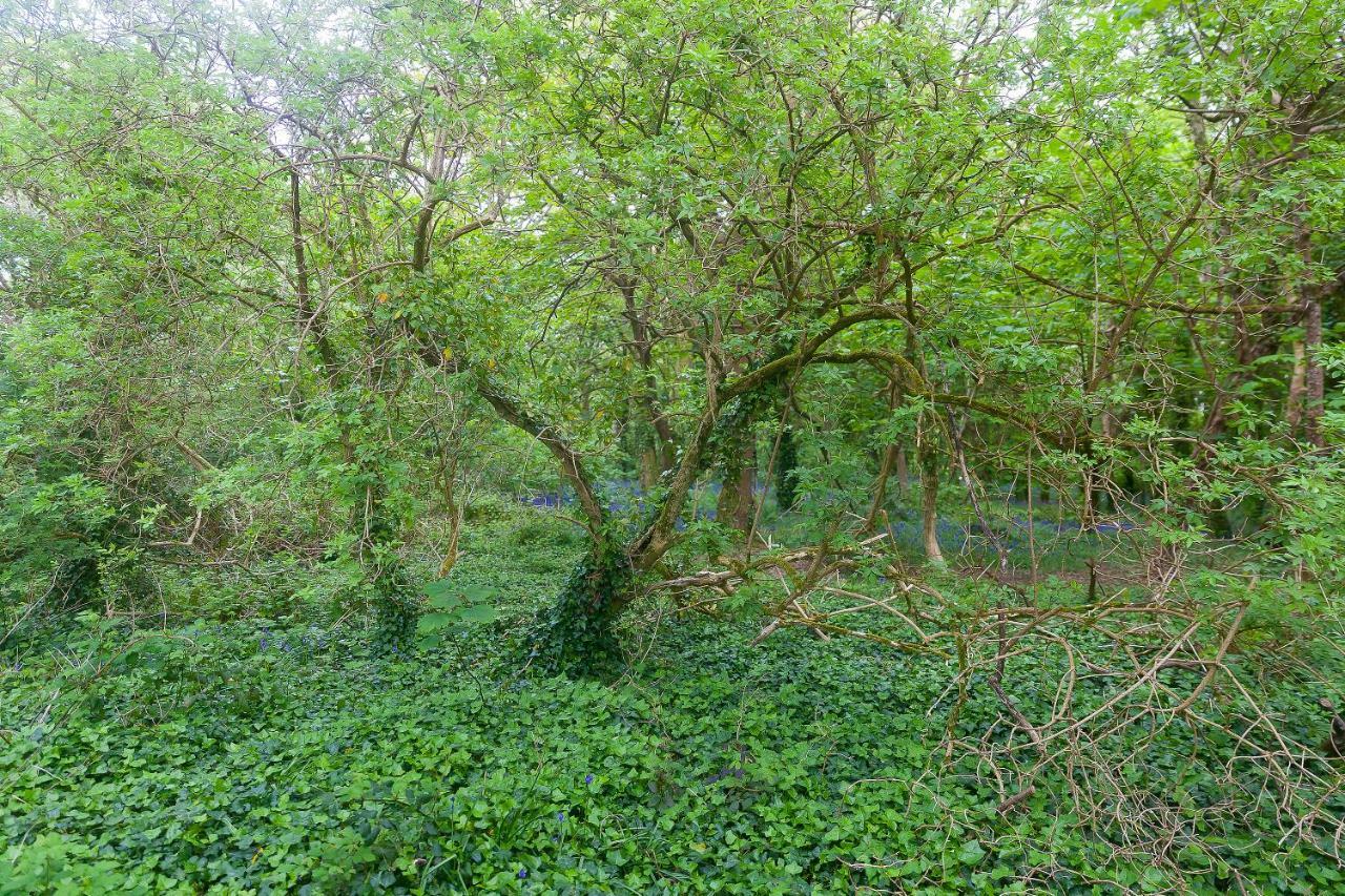Cosy Woodland Home Uny Lelant 外观 照片
